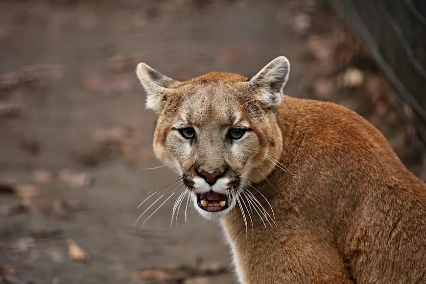 A large male lion with mouth agape.