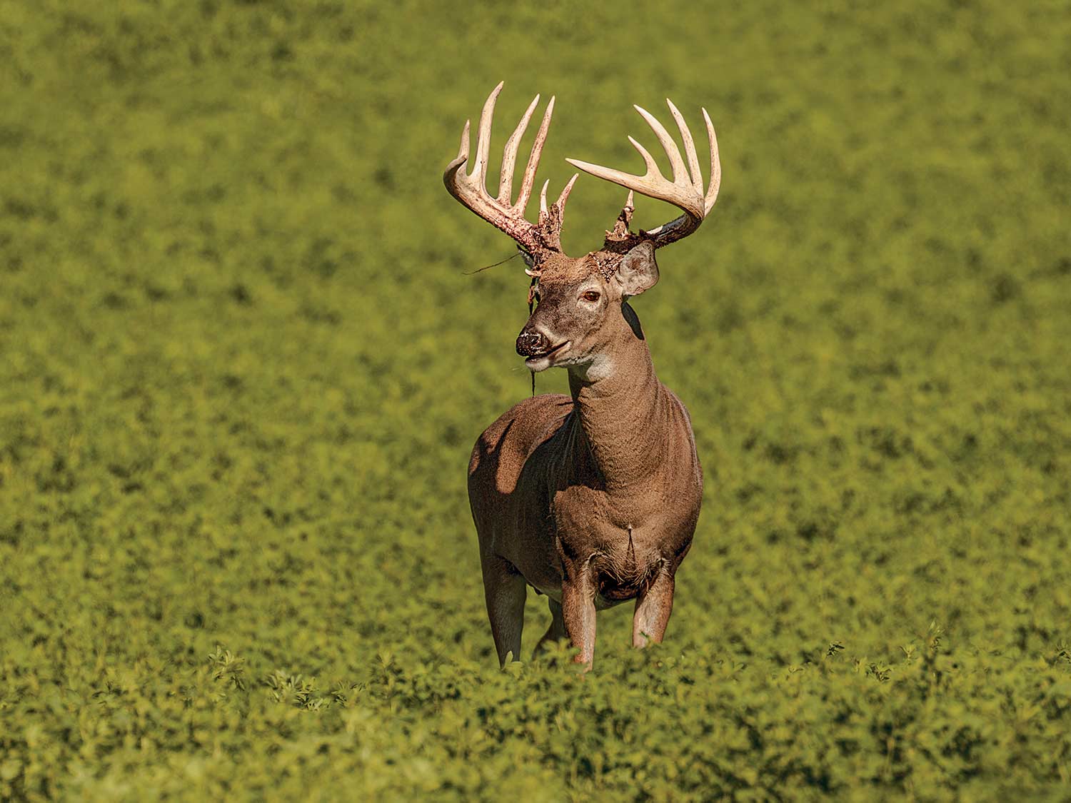 httpspush-fieldandstream-comsitesfieldandstream-comfilesimages201908buck-shedding-velvet-alfalfa-field-jpg