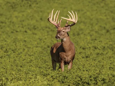 httpspush-fieldandstream-comsitesfieldandstream-comfilesimages201908buck-shedding-velvet-alfalfa-field-jpg