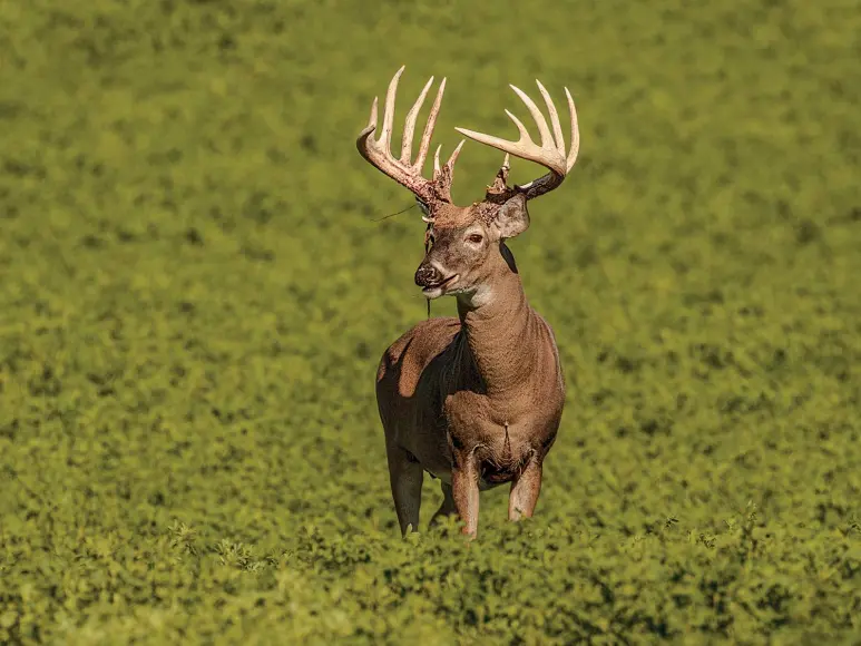 httpspush-fieldandstream-comsitesfieldandstream-comfilesimages201908buck-shedding-velvet-alfalfa-field-jpg