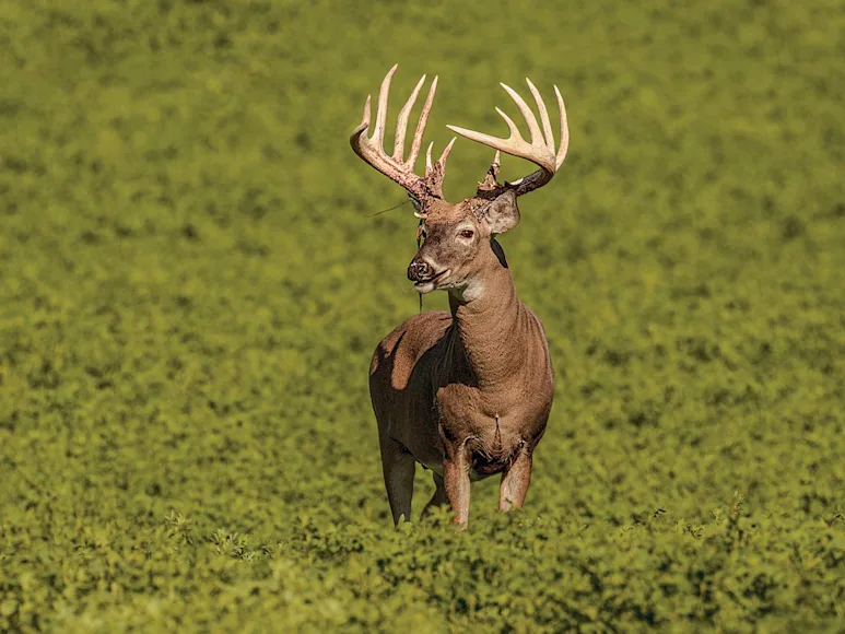 httpspush-fieldandstream-comsitesfieldandstream-comfilesimages201908buck-shedding-velvet-alfalfa-field-jpg