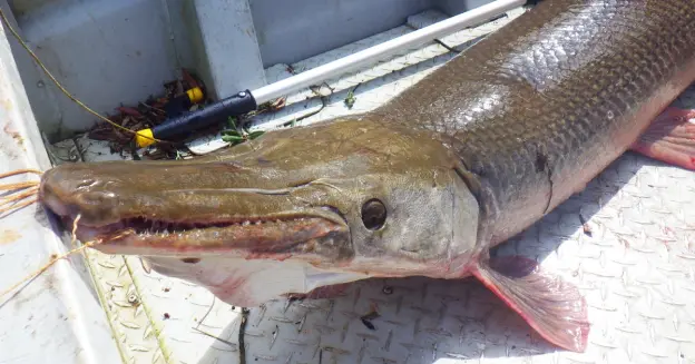 Alligator Gar