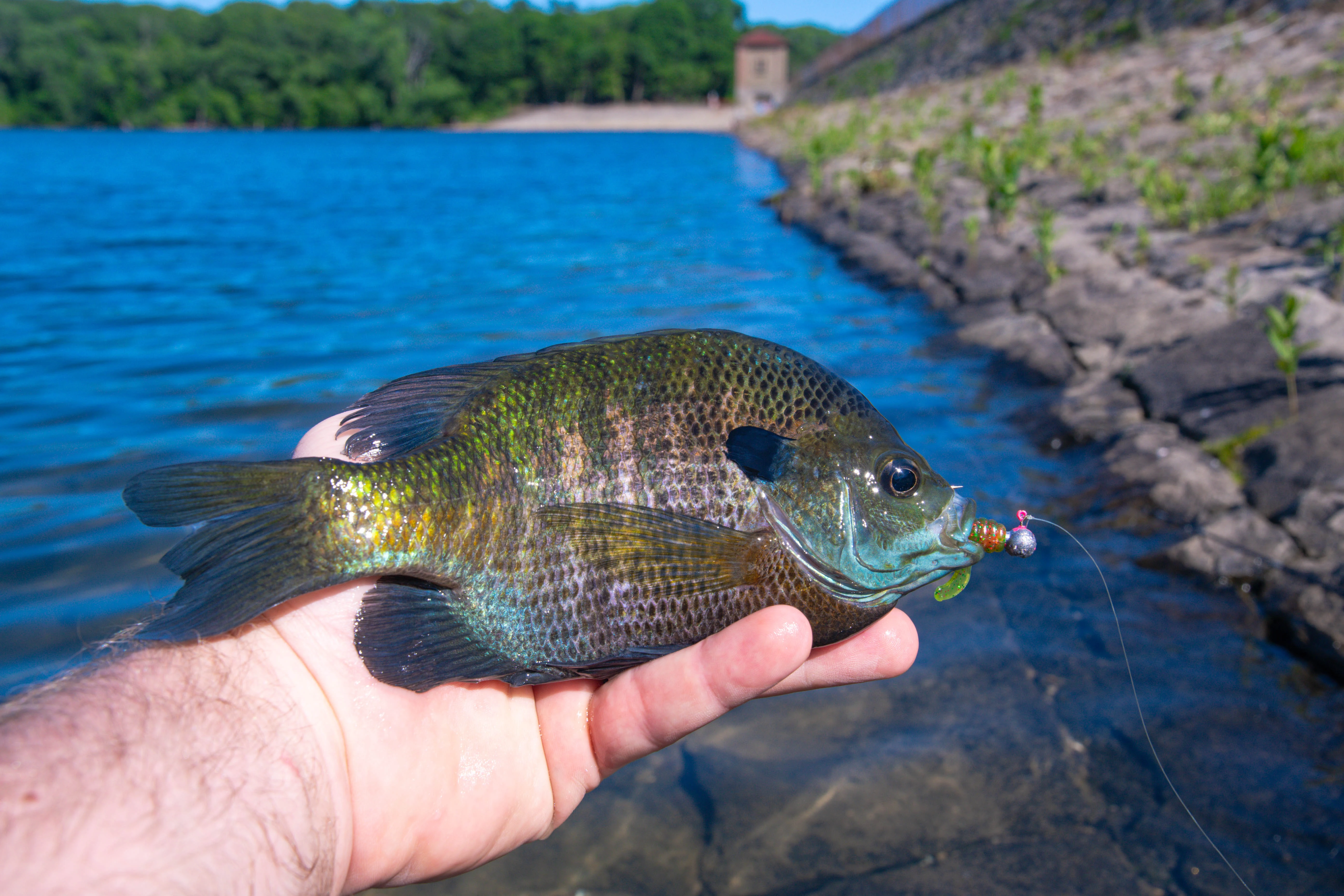 Angler holding bluegill in hand