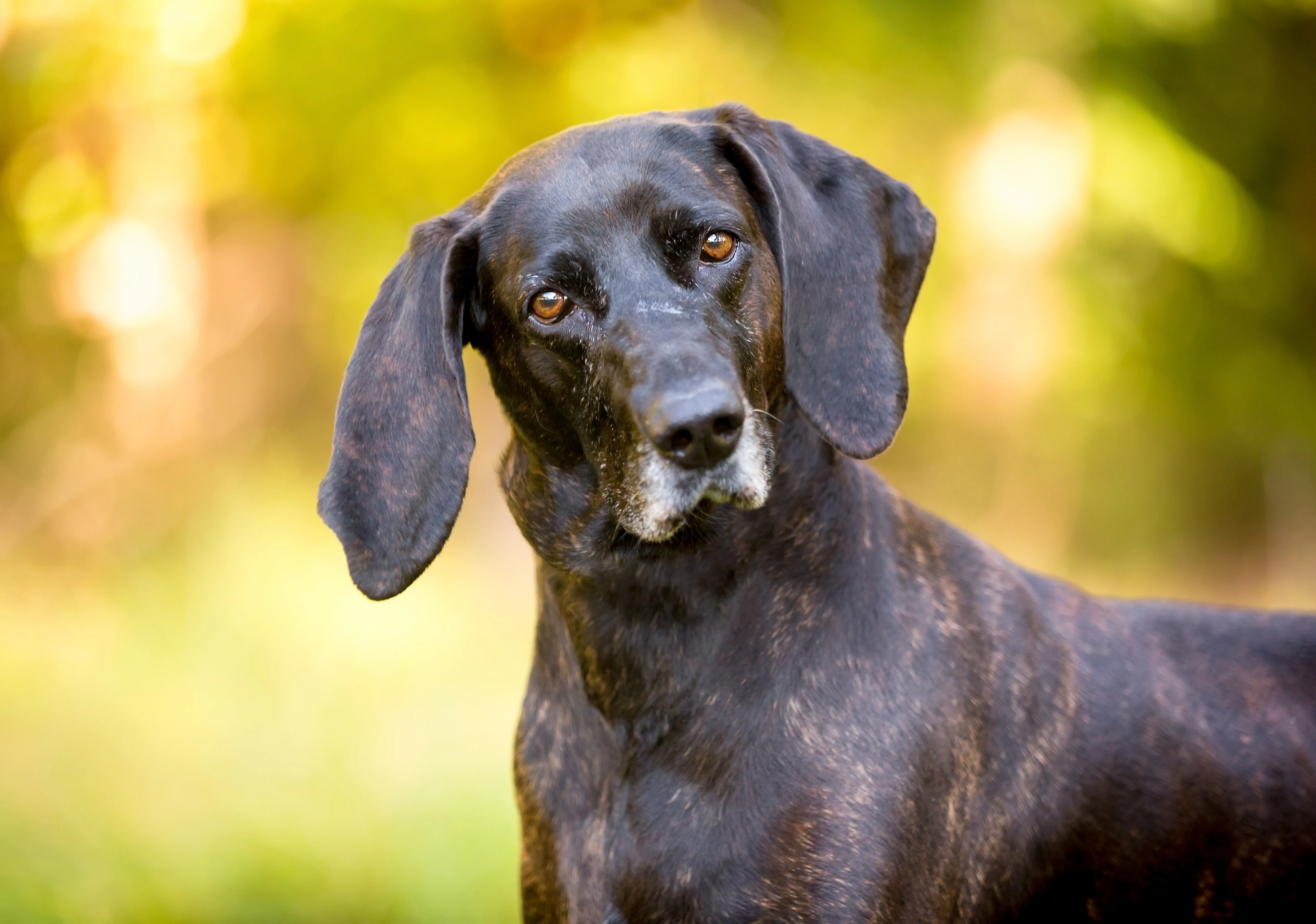 A Plott hound looks at the camera with sunny woods in the background. 