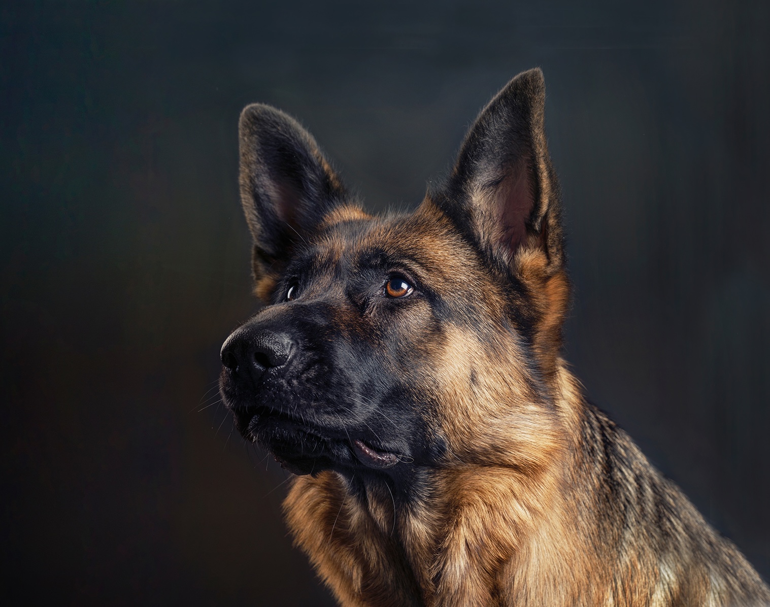 Portait of a German shepherd on a dark background. 