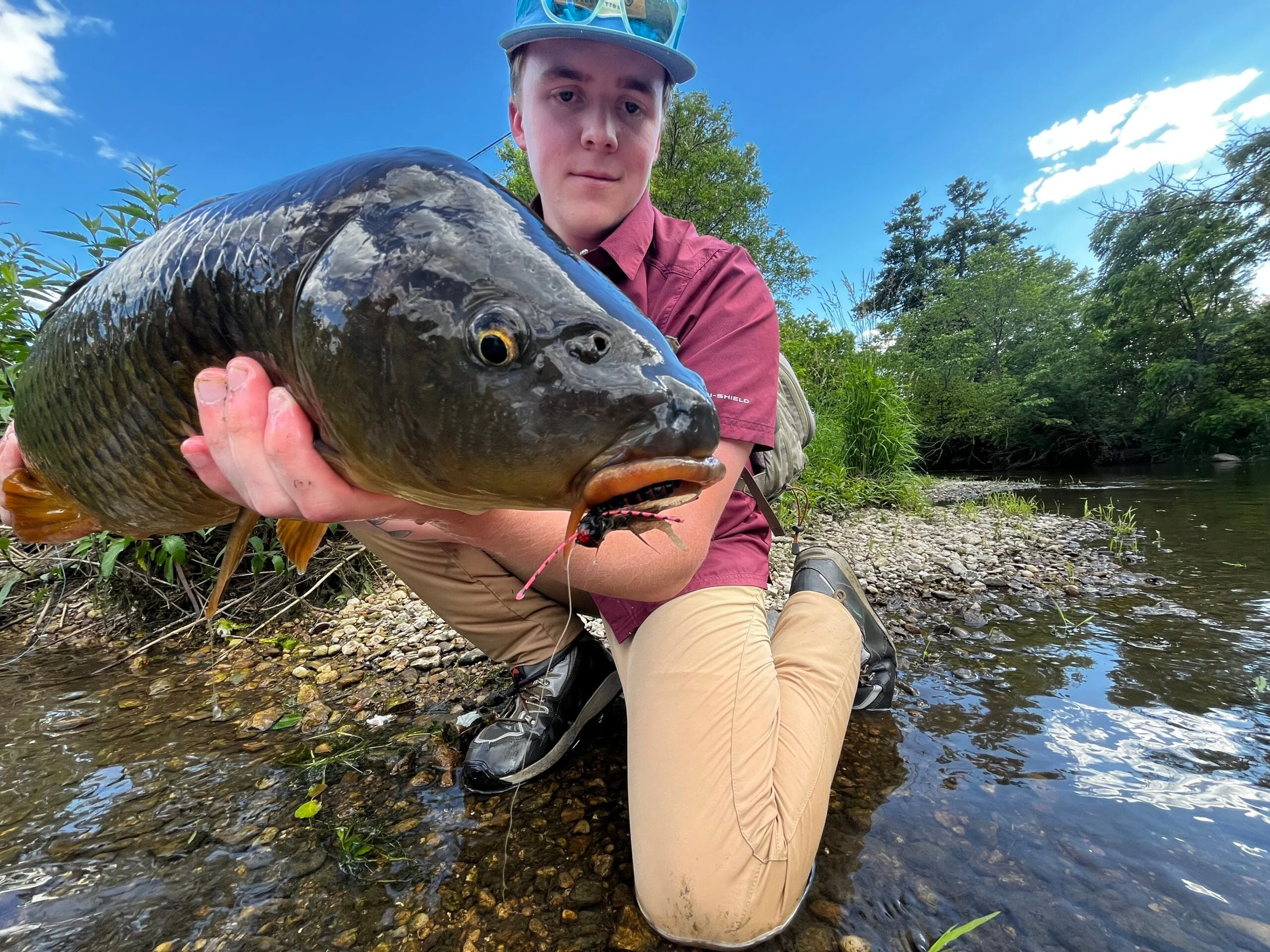 Big carp are still eating cicada flies in Northeast Illinois. 