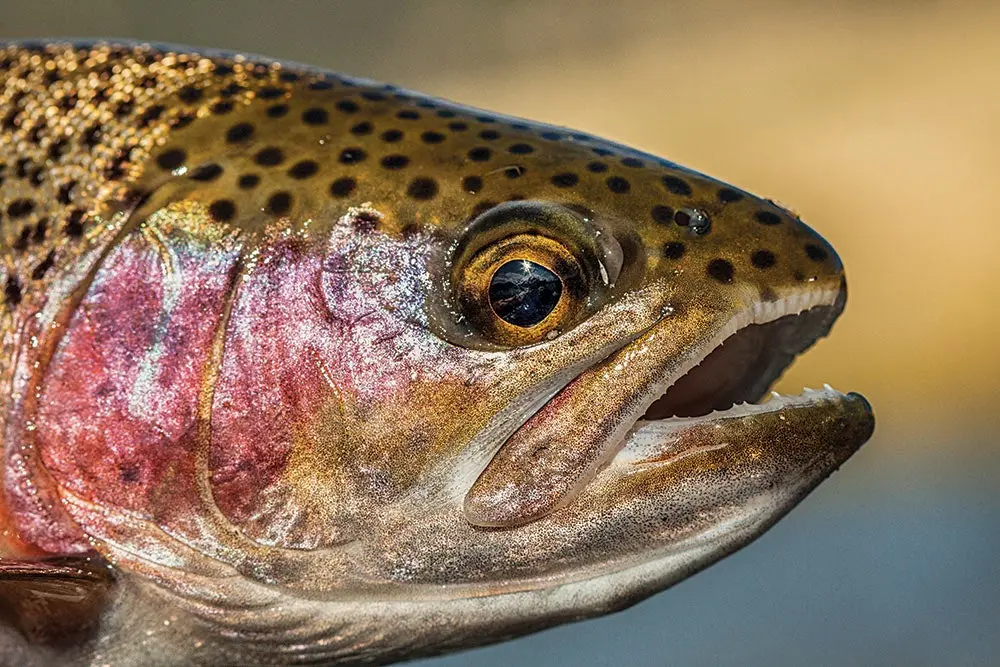 rainbow trout