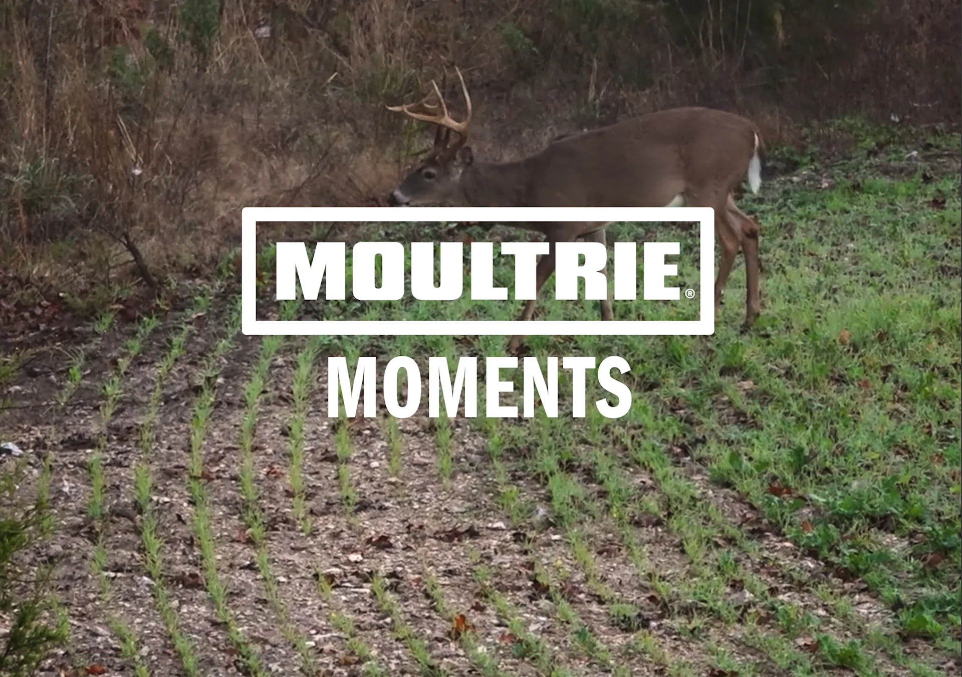 moultrie Moments thumbnail
