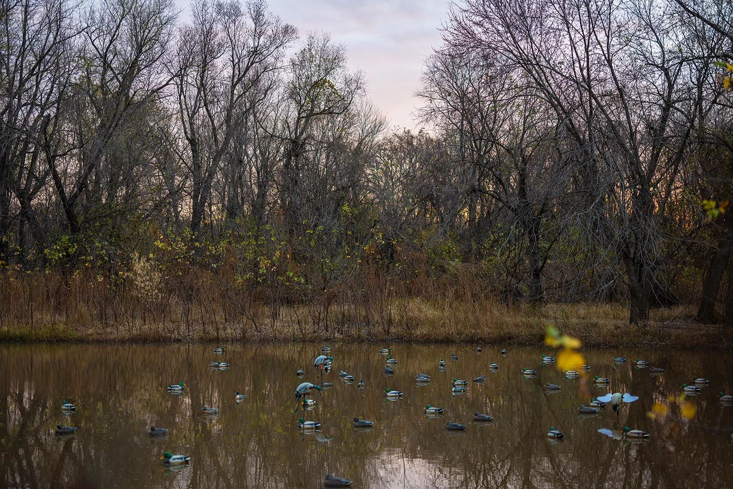 decoys rest on still pond in wooded area in faded light