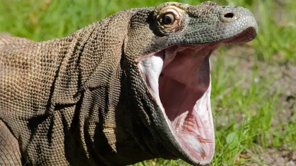 photo of Komodo dragon