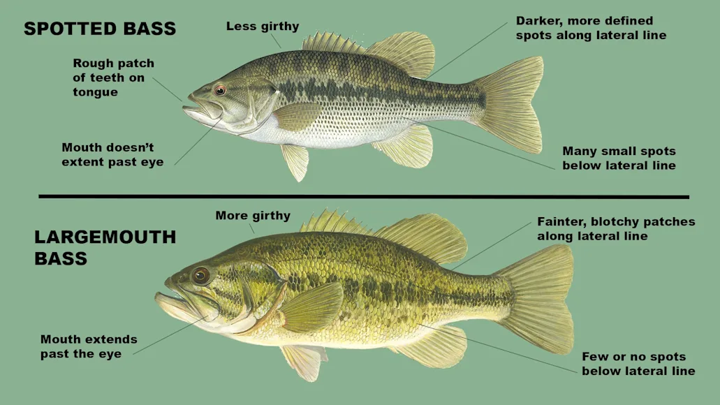 Spotted Bass Vs Largemouth Bass Field Stream Spotted bass vs largemouth bass field stream