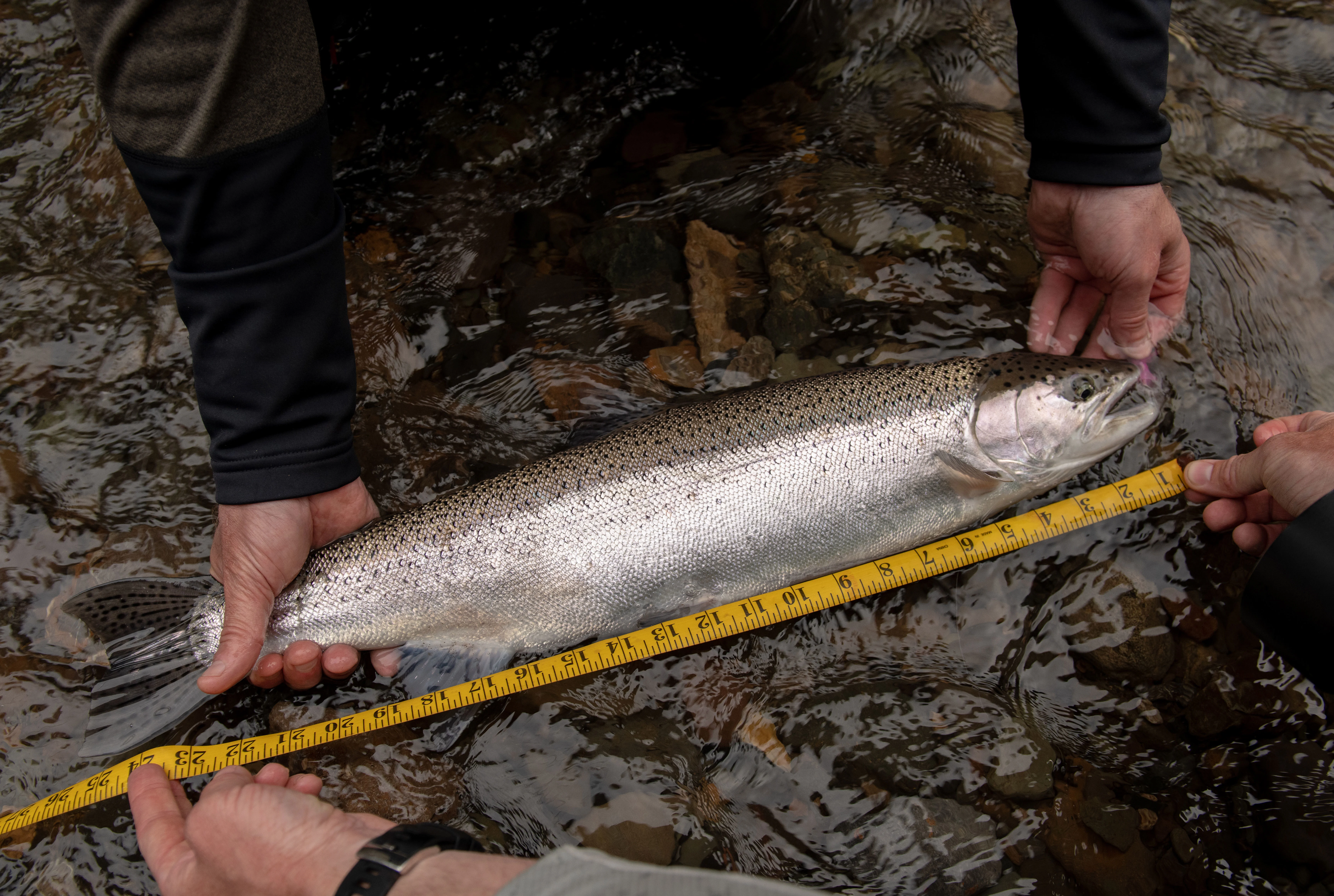 An angler measures a steelhead caught in Southeast Alaska. 