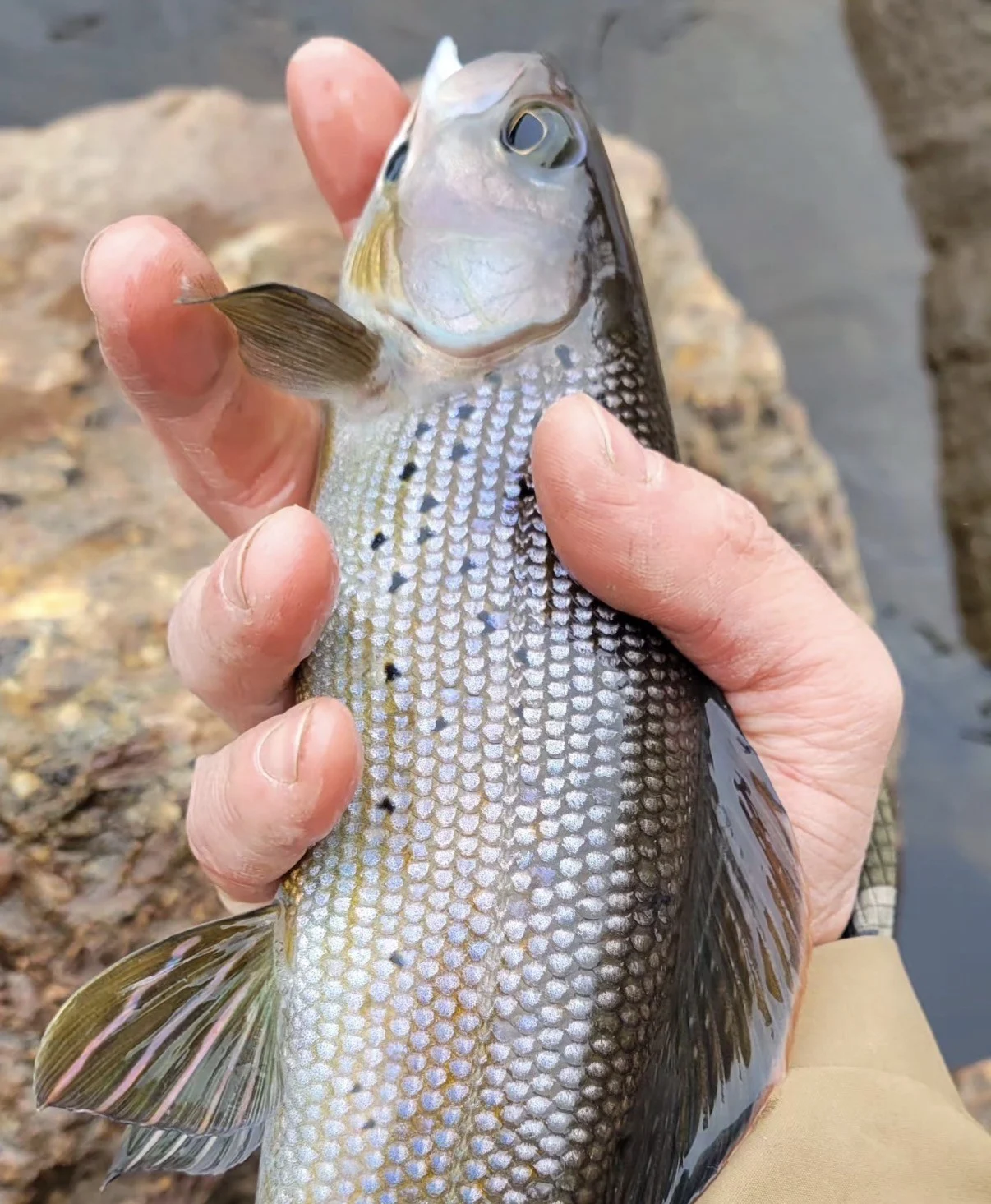An Arctic grayling caught by an angler in Alaska. 
