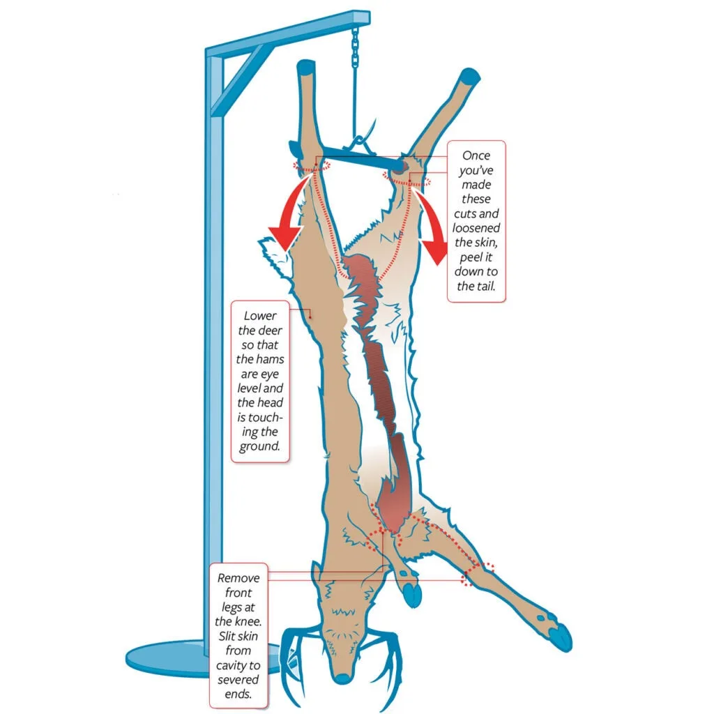how to skin a deer