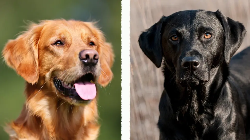 Photo of golden retriever vs labrador