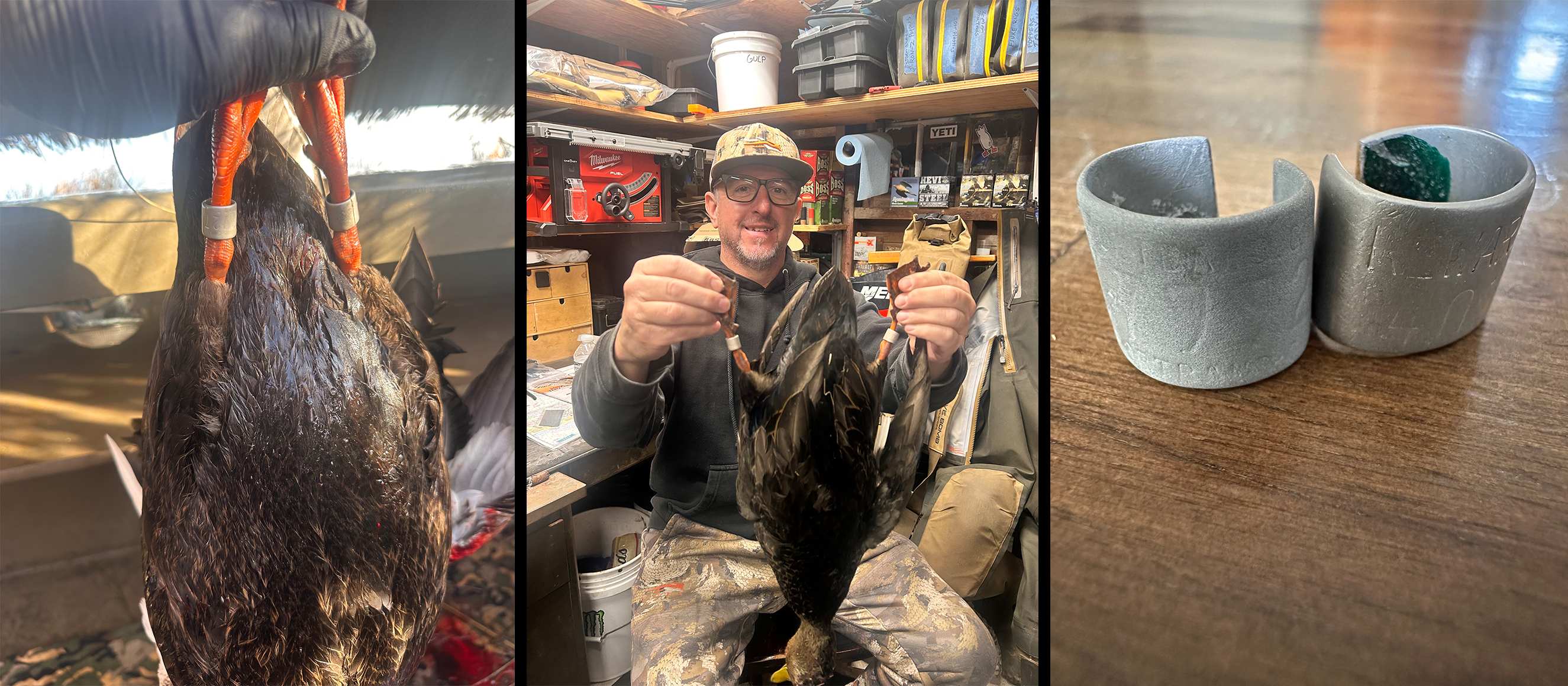 Collage of banded black duck photos