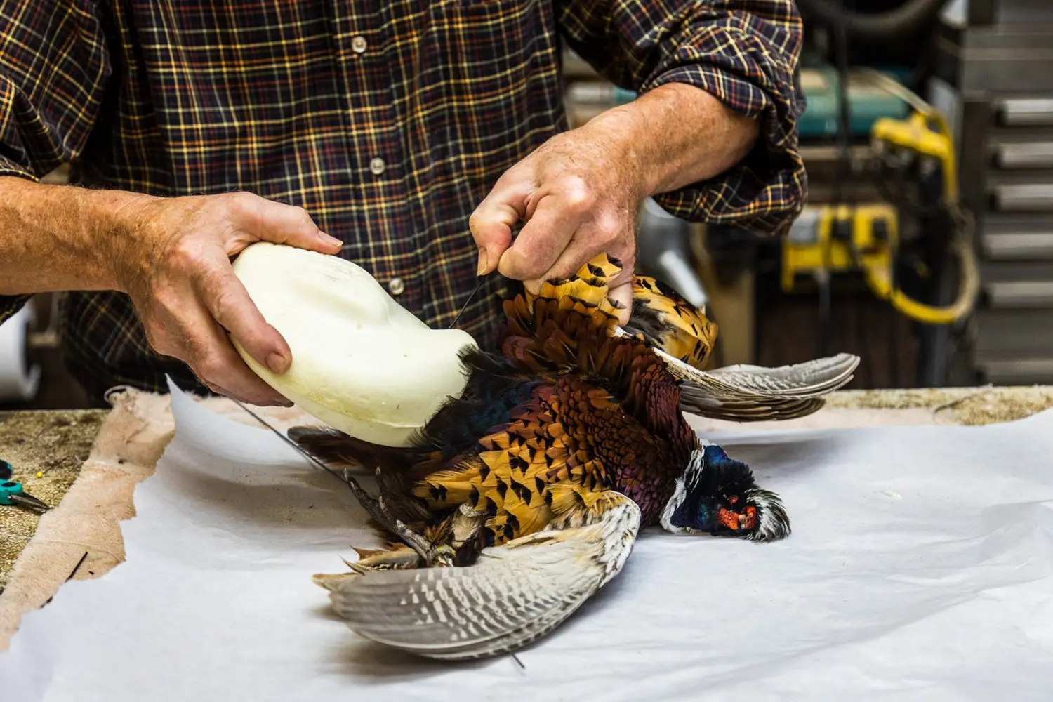 Taxidermist inserting a form into a pheasant mount.