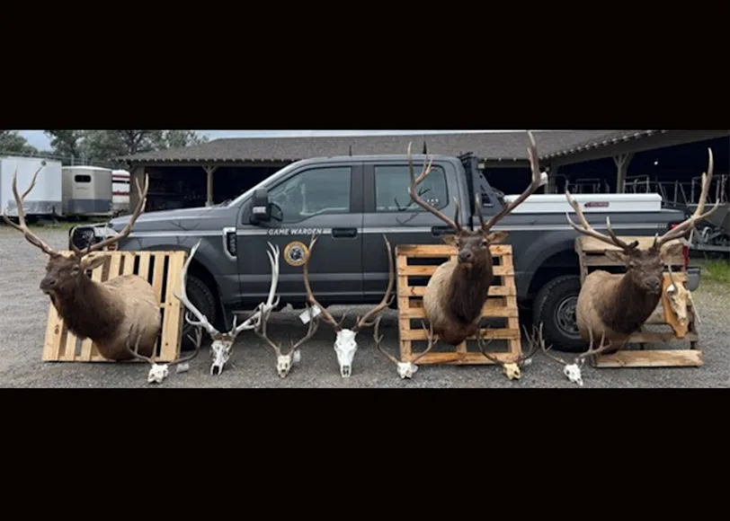 An agency-provided photo of illegally killed deer and elk.
