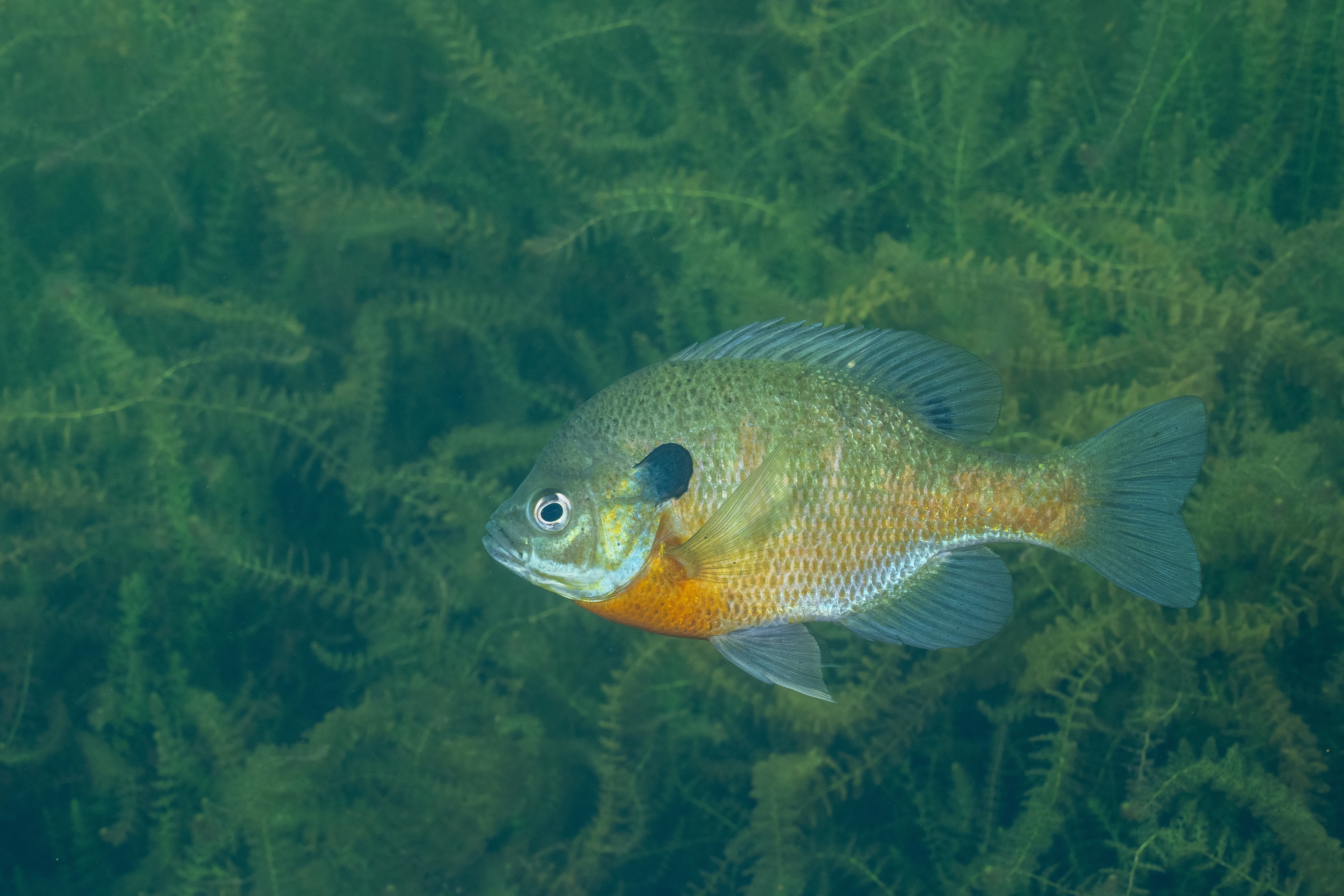 Bluegill swimming in the water 