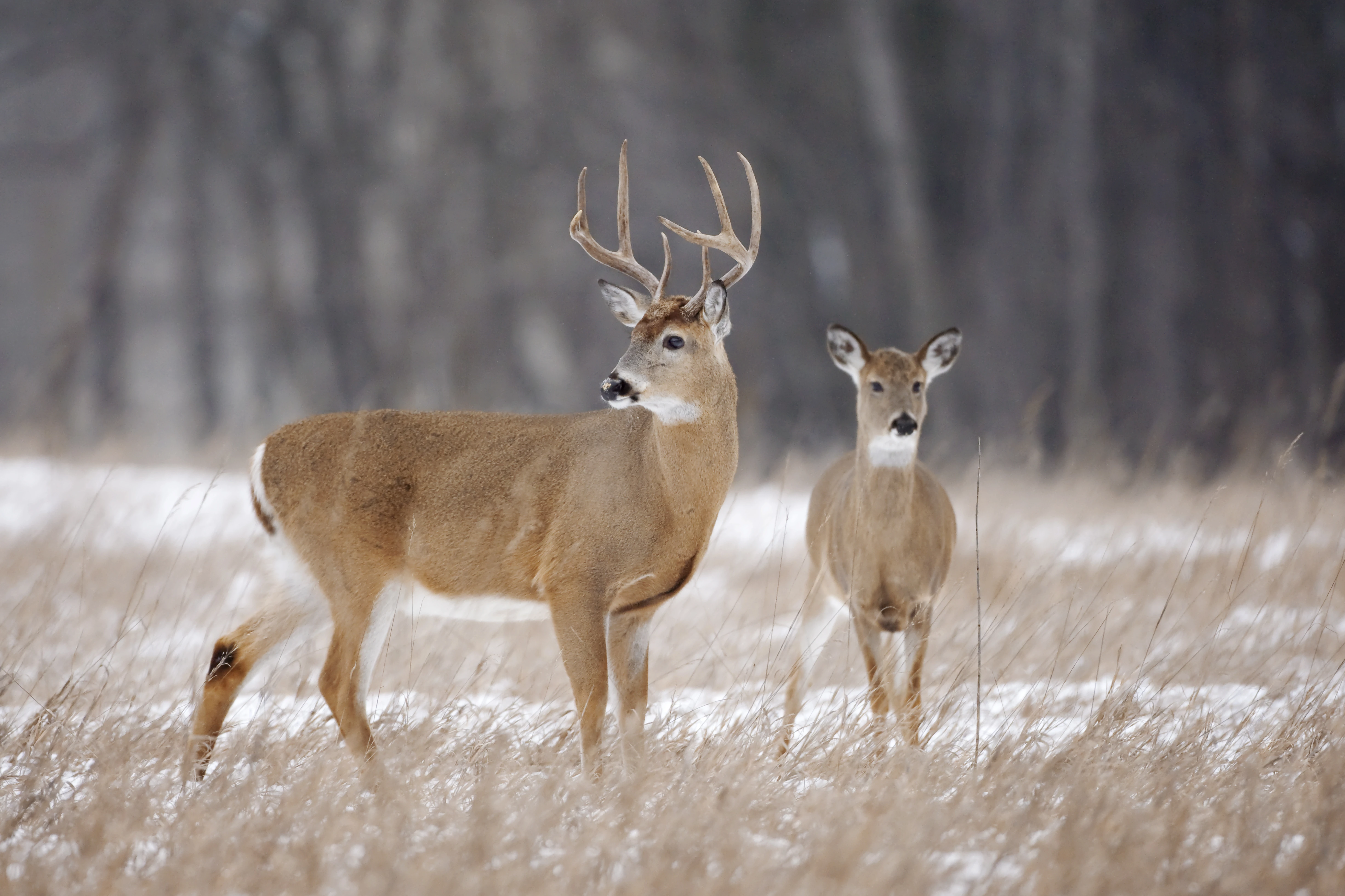 A whitetail buck with a doe in a snow-dusted field. 