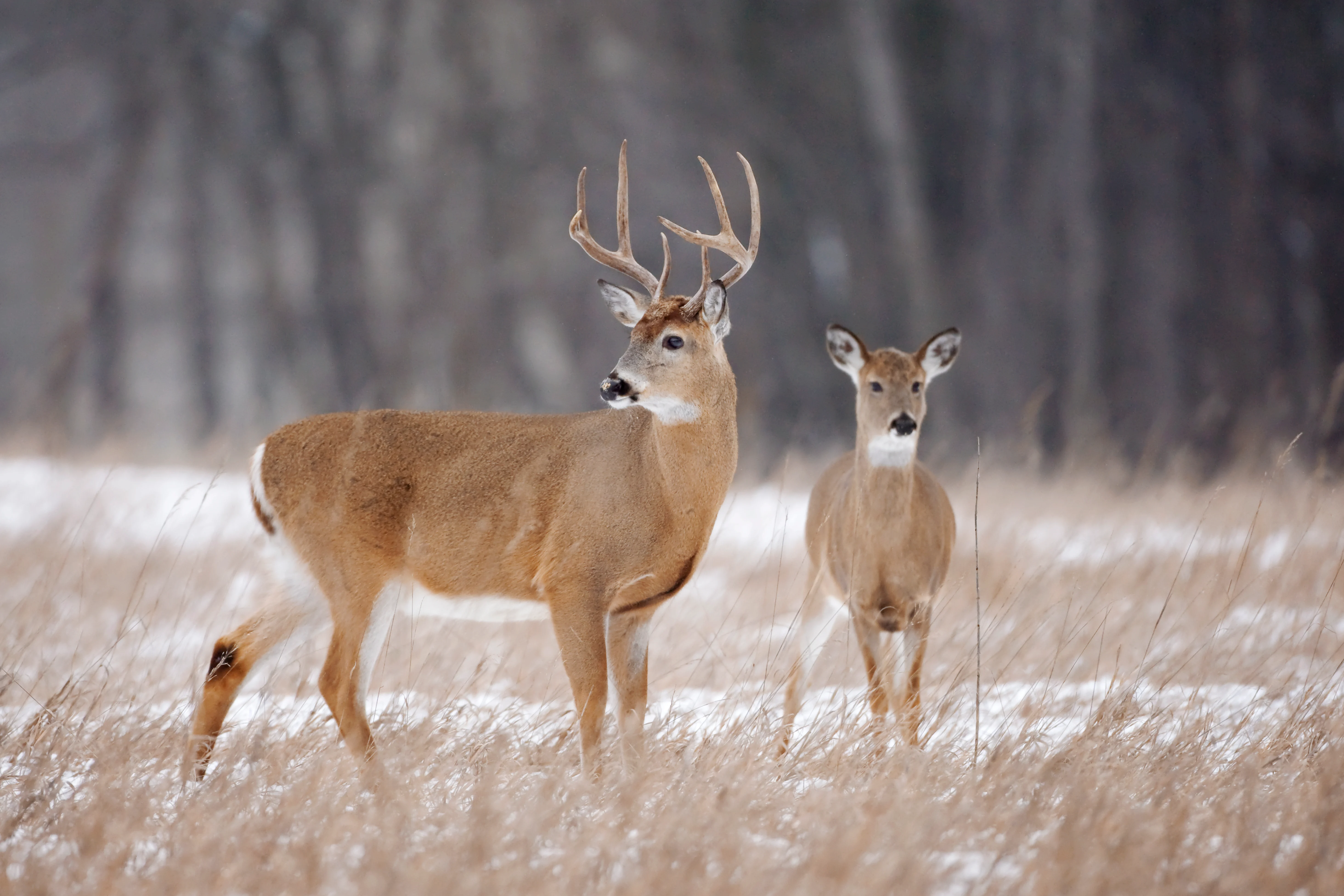 A whitetail buck with a doe in a snow-dusted field. 