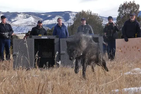 A wolf captured in Oregon is released in Colorado. 