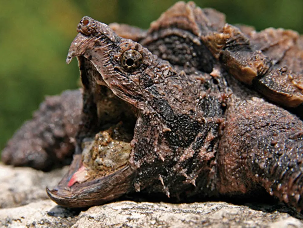 snapping turtle, fishing summer