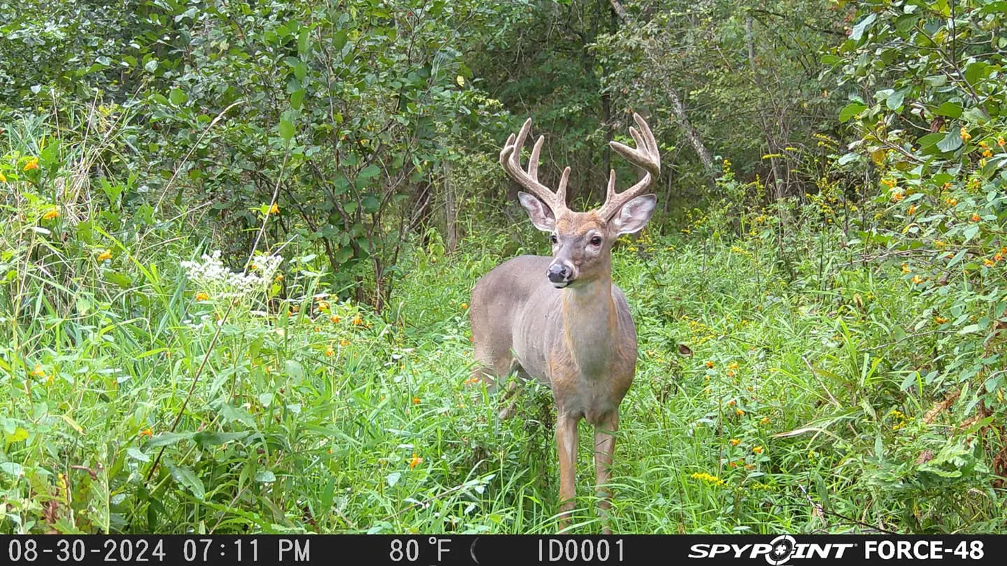 A trail-camera photo of a whitetail buck in velvet in the woods.