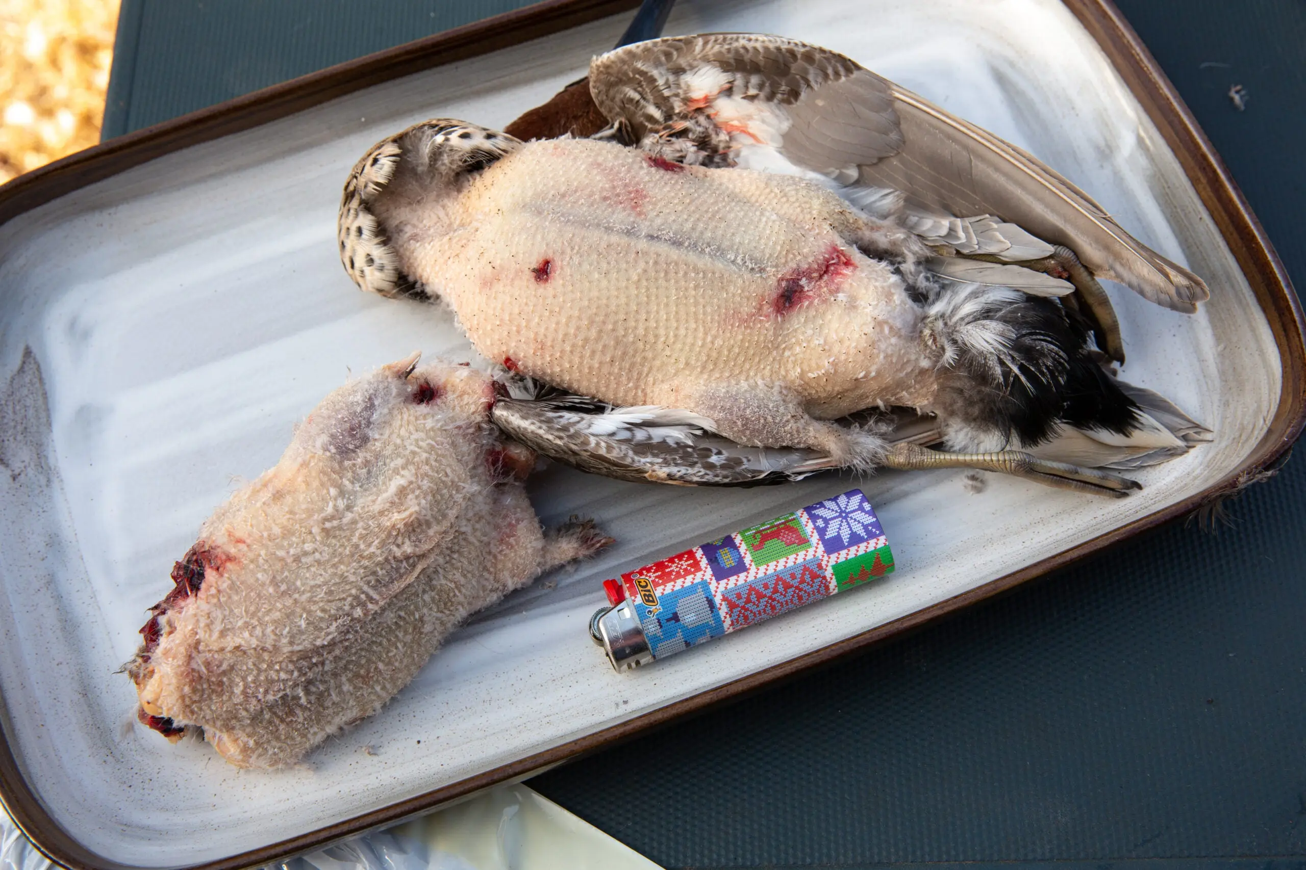 Two plucked teal ducks on a white platter and a Bic lighter to be served as a duck breast recipe