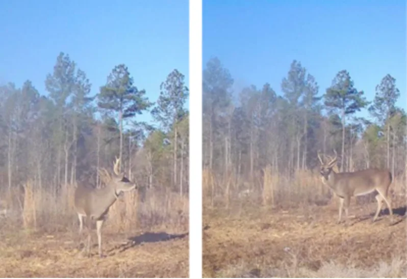 wildest trail camera photos, neck pain