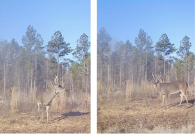 wildest trail camera photos, neck pain