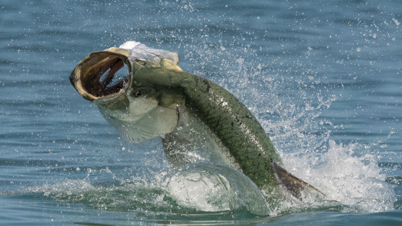 leaping tarpon