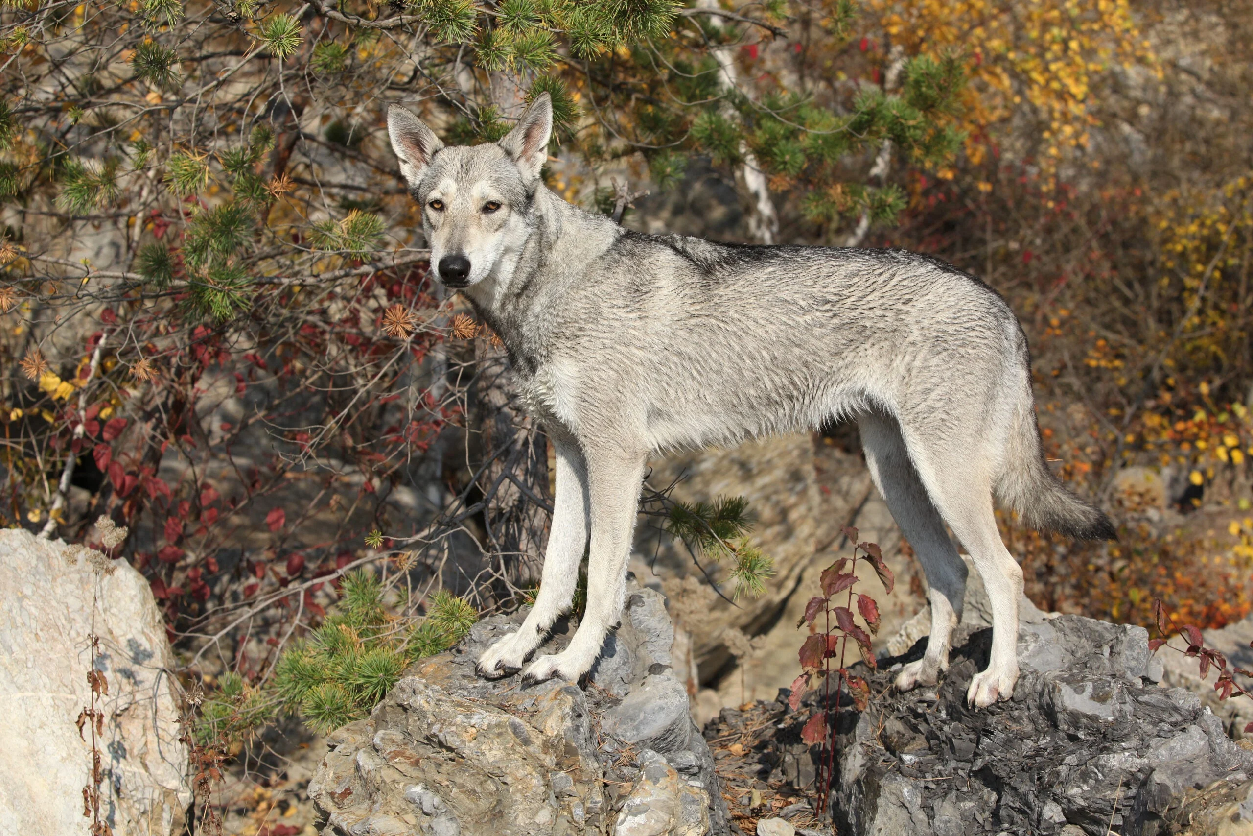 A Saarloos wolf dog standing on a rock near the woods