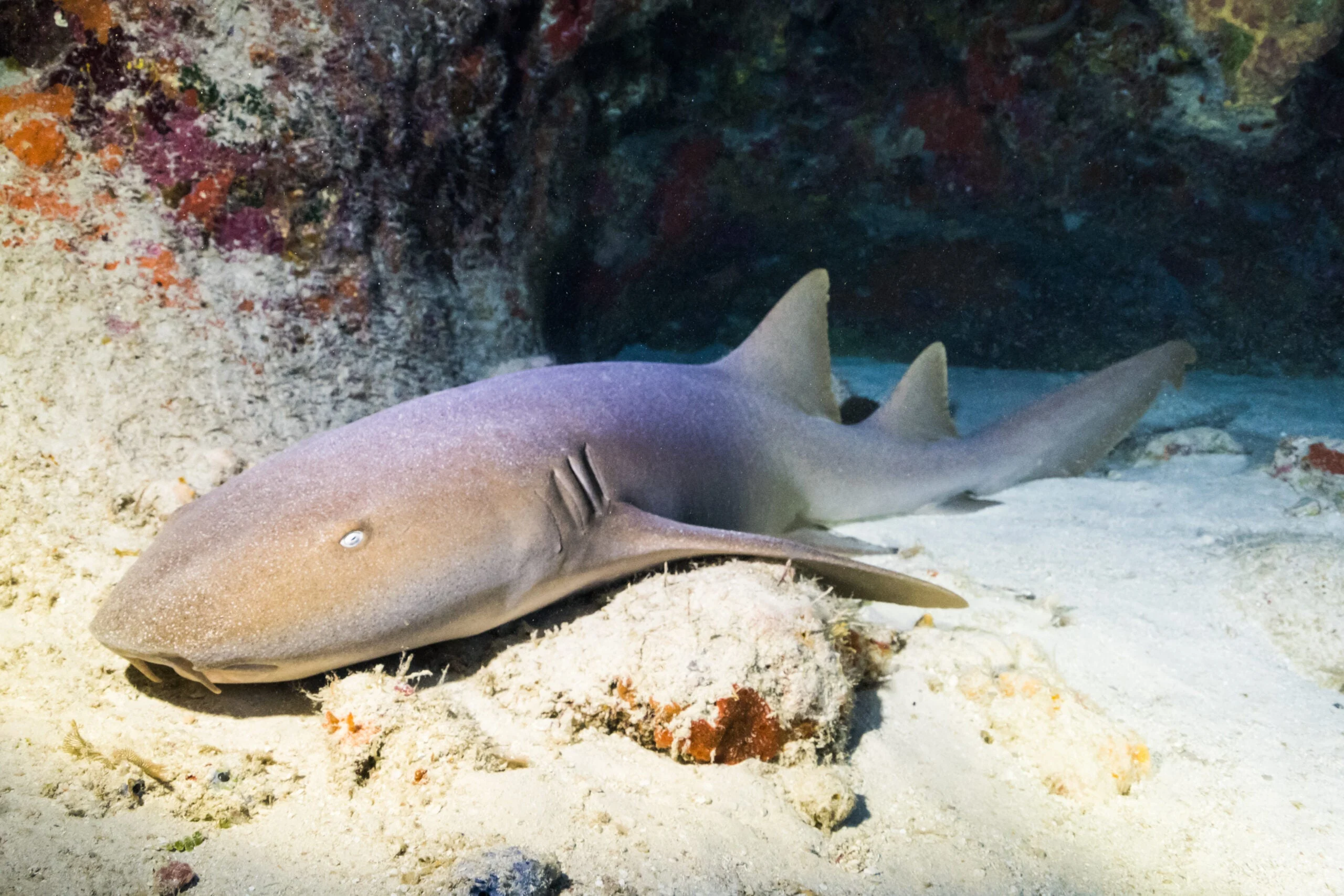 A nurse shark in its lair