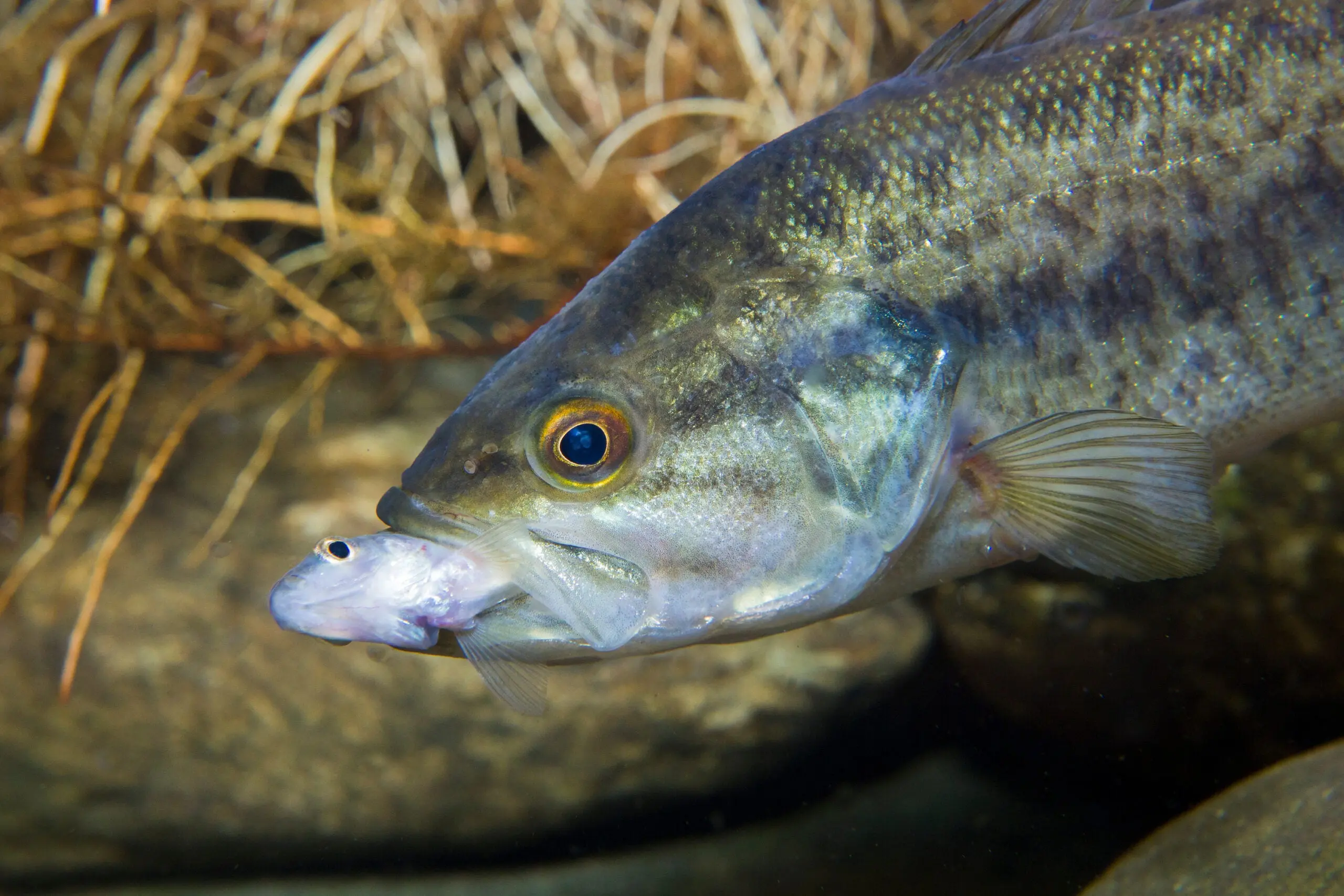 photo of bass eating baitfish