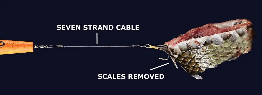 The Hi-Vis Cable Rig for Alligator Gar