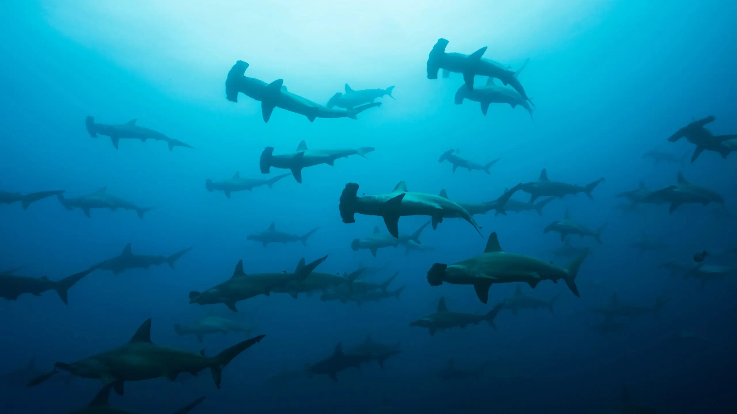 Photo of hammerhead sharks swimming toward prey