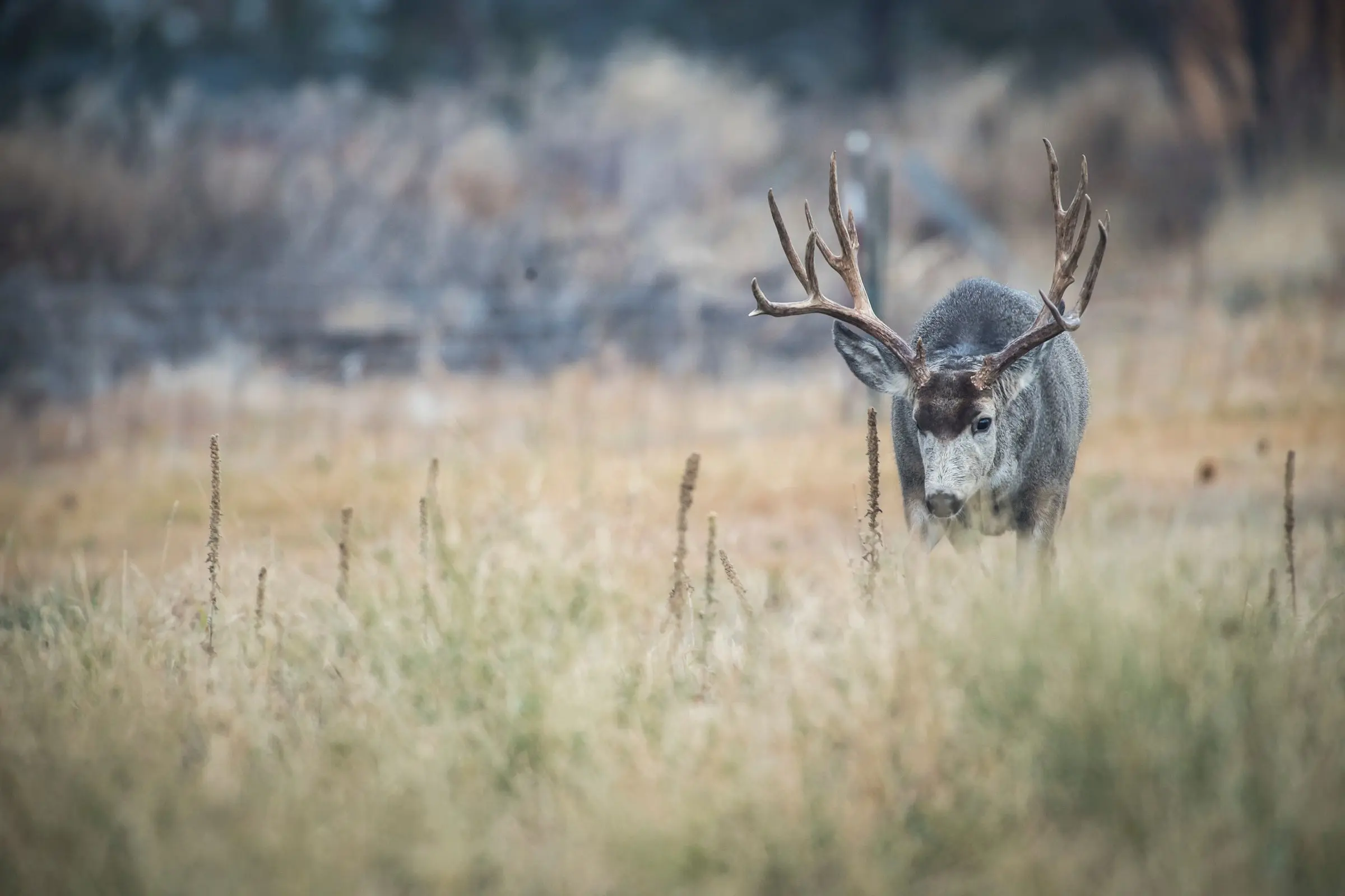 photo of muley buck