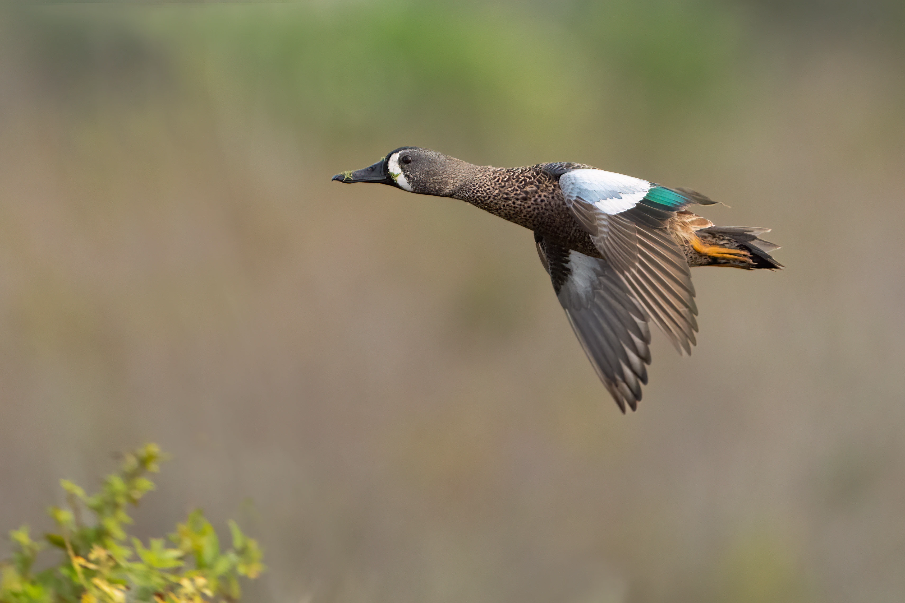 Drake bluewing teal in flight