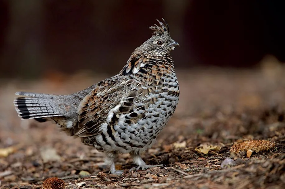 Ruffed grouse hunting