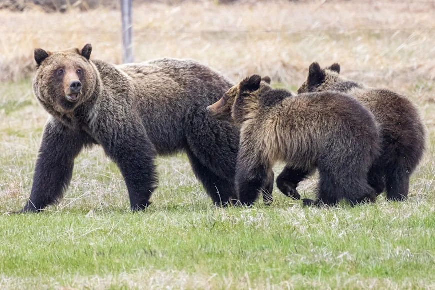 A female grizzly bear walks through a field with two yearling cubs.