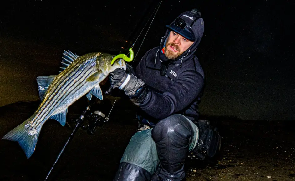 Angler holding a striped bass in the winter.