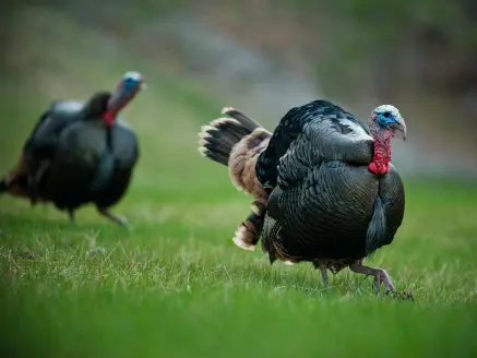 late season gobblers in a field.