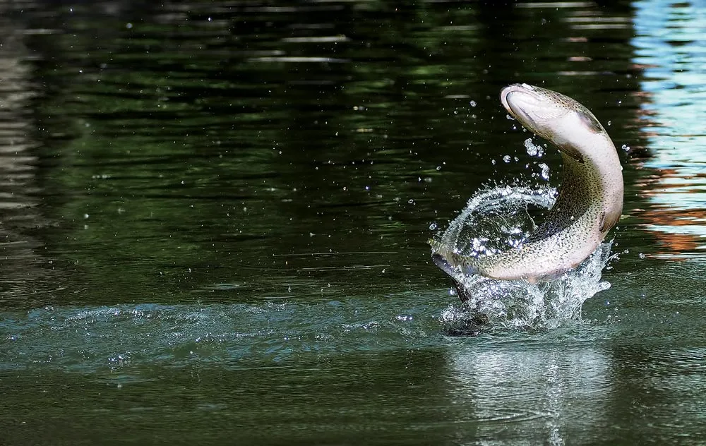 Trout fishing