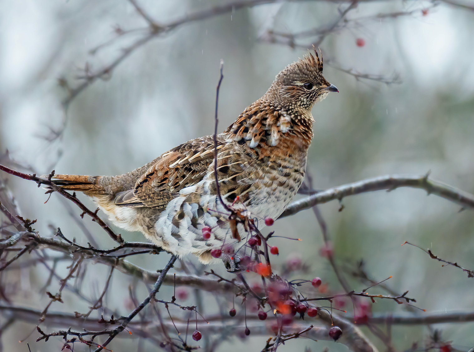 A ruffed grouse perches on a branch with red berries. 
