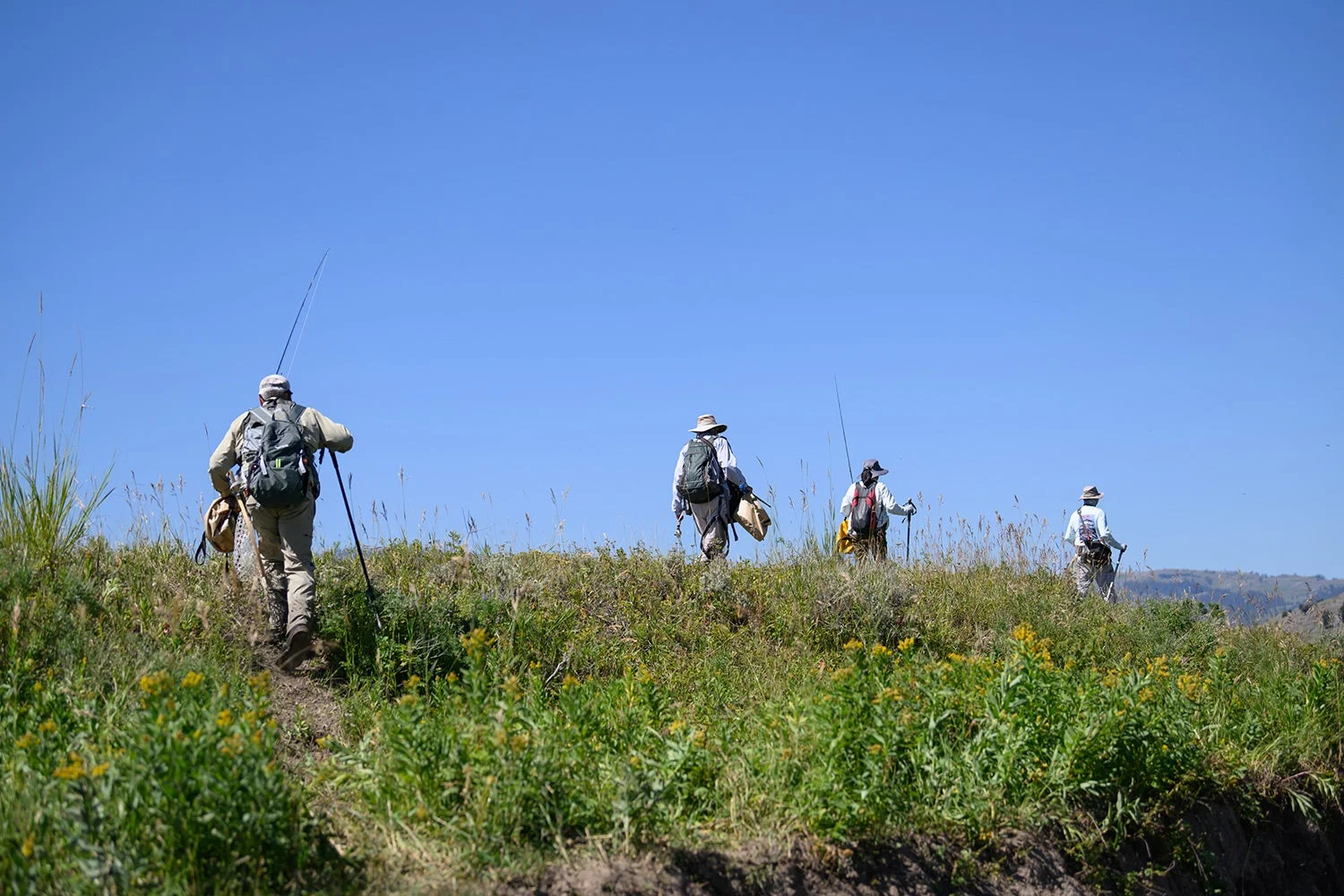 anglers hike through low vegetation in Yellowstone Park