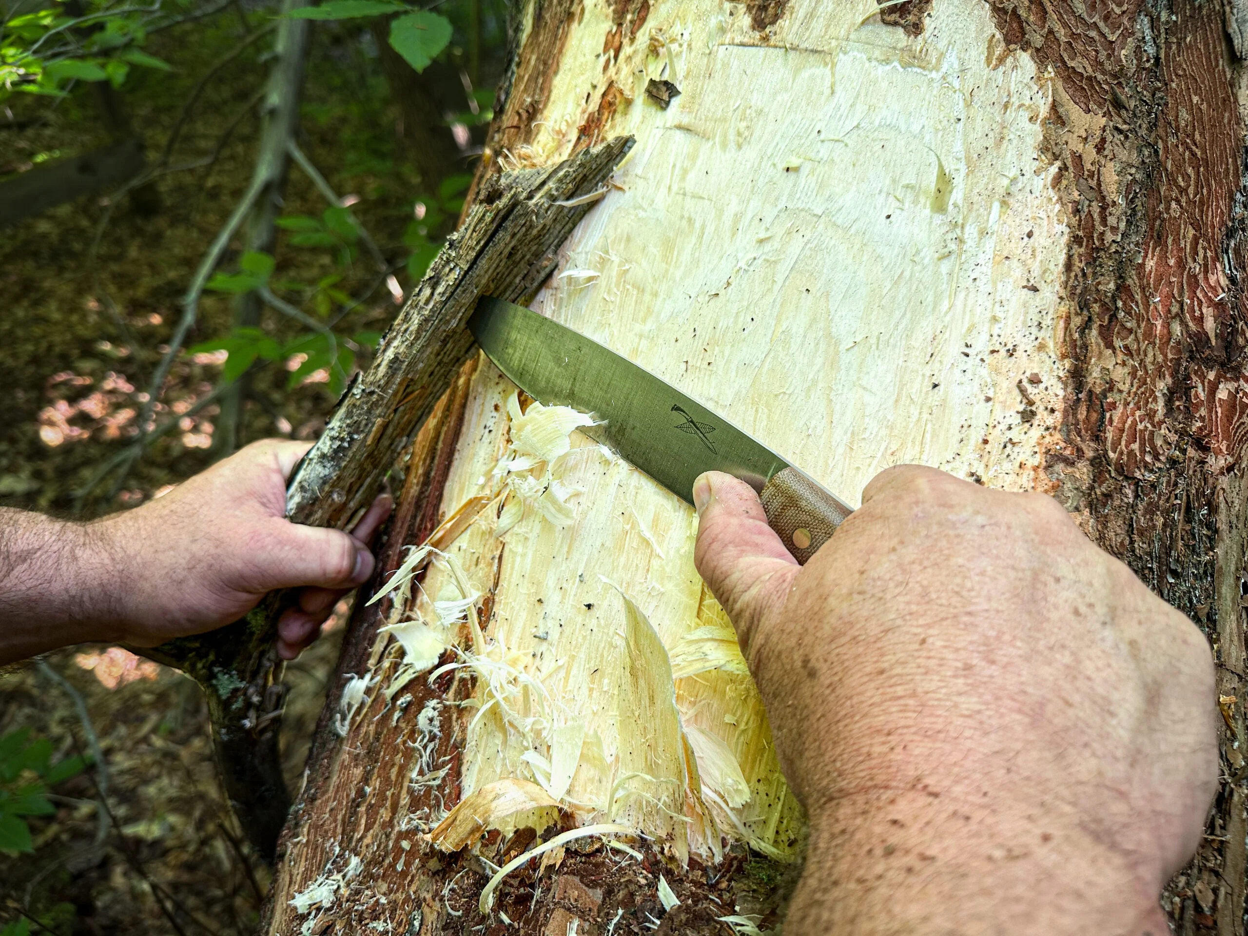 A person uses a draw knife to strip a pine bark tree