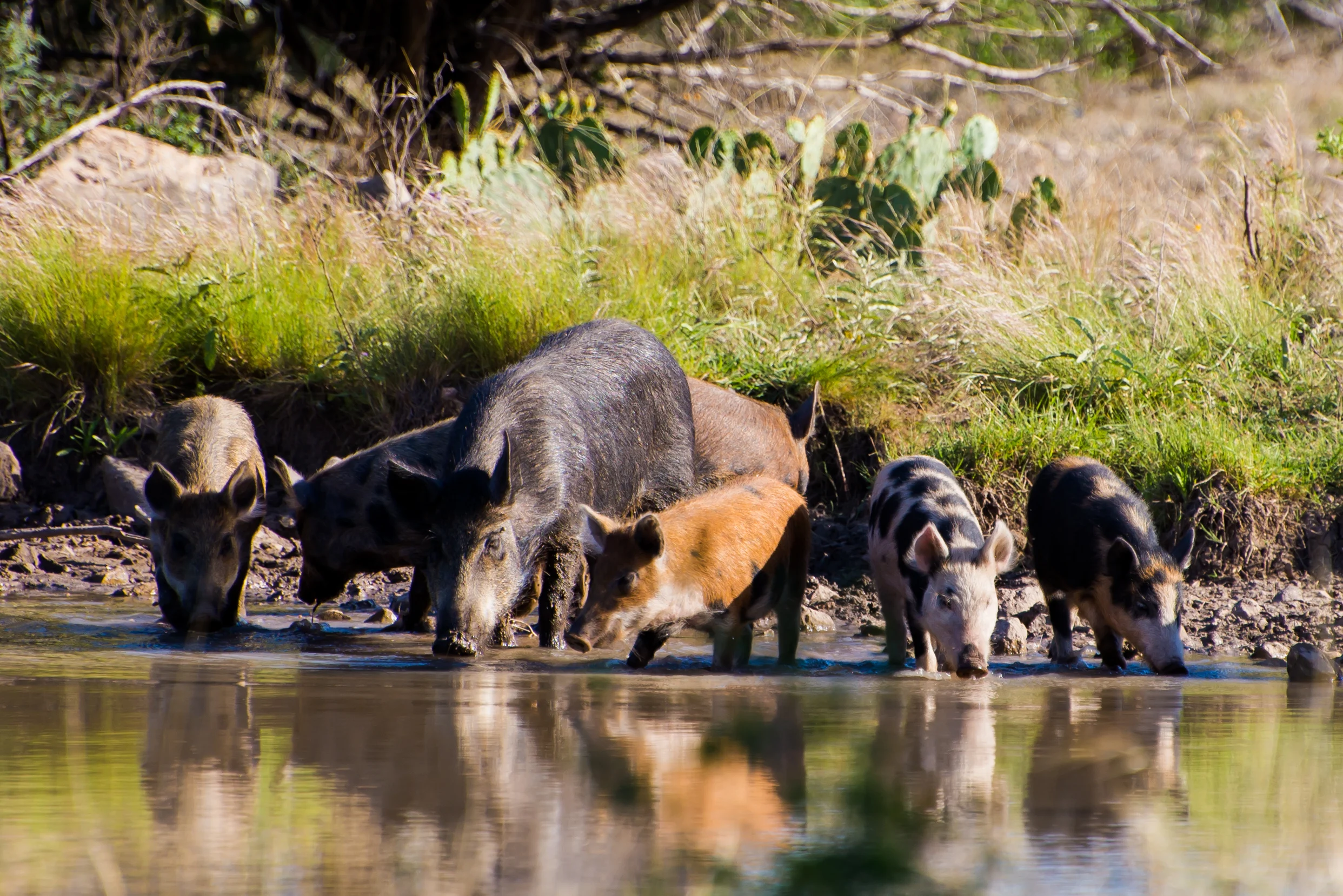 A sounder of wild pigs drinks from a Texas water hole.