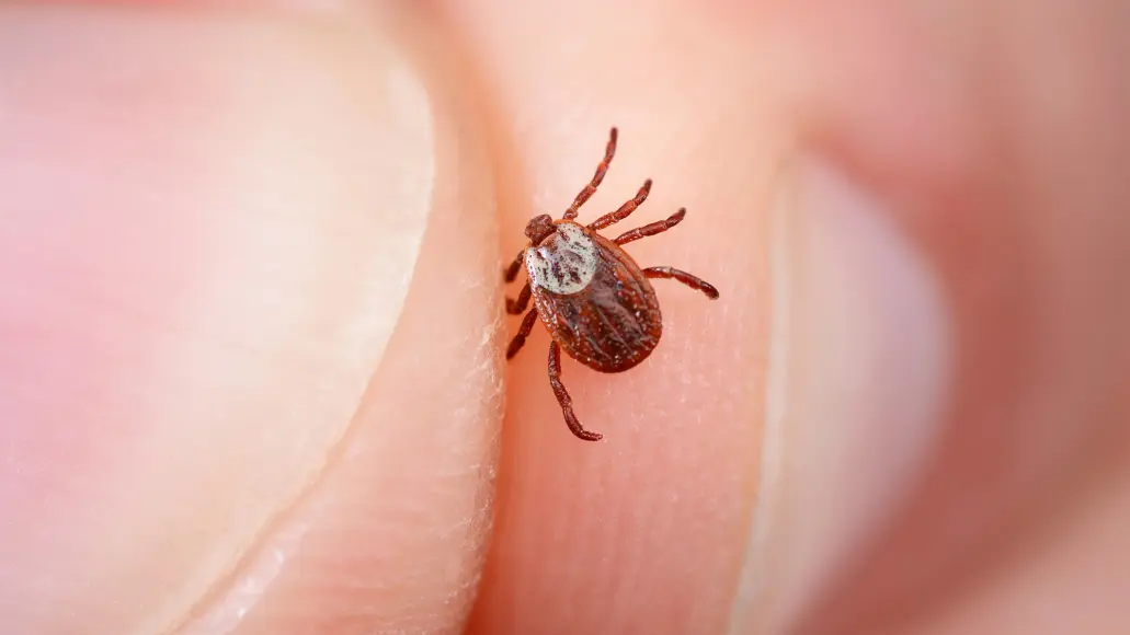 Closeup of a person's hand holding a tick between finger and thumb