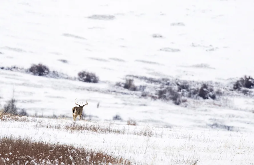 A whitetail buck walks across a huge snow-covered field.